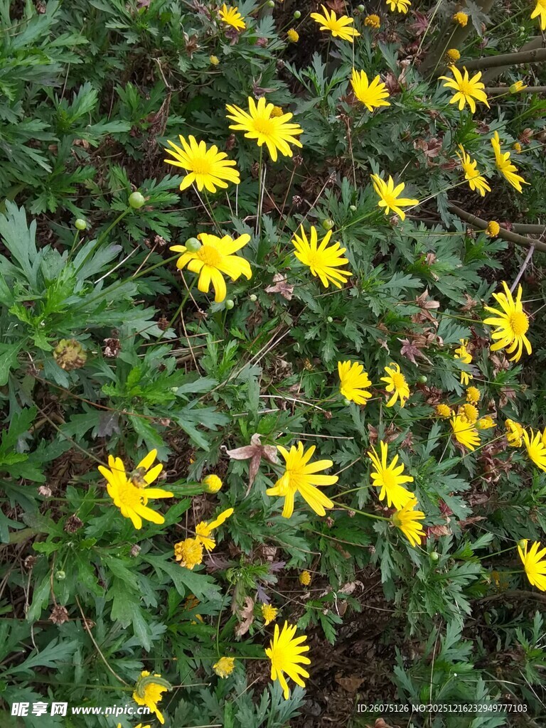 金黄小花绽放于绿叶间