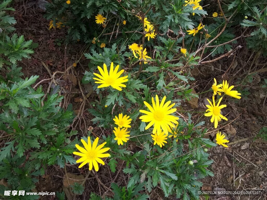野外绽放的黄色小花