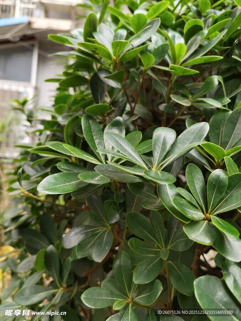 翠绿繁茂的海桐枝叶