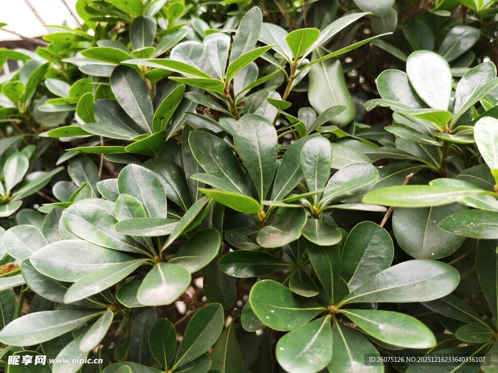 翠绿繁茂的海桐植物