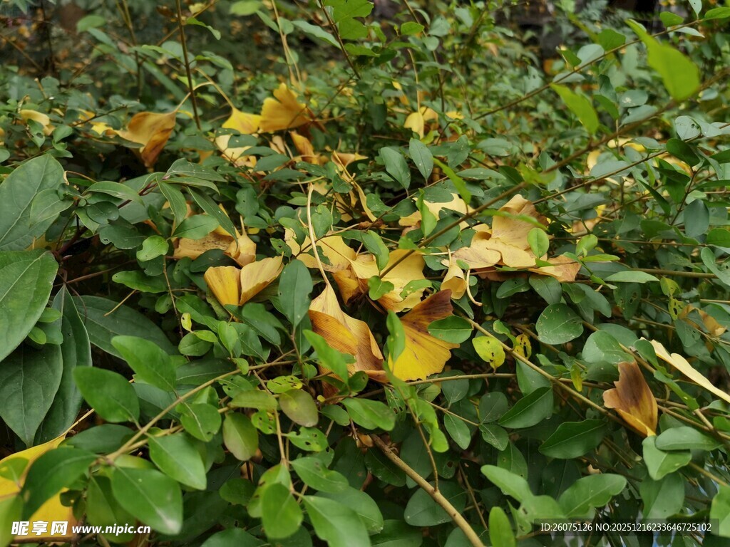 绿叶间的枯黄叶片