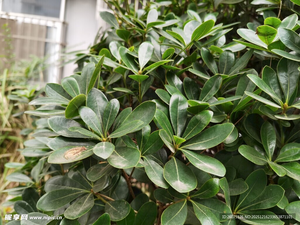 茂盛绿植特写