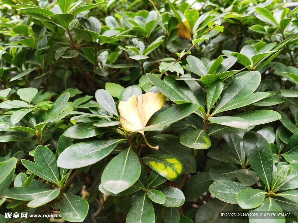 绿叶丛中的黄色叶片