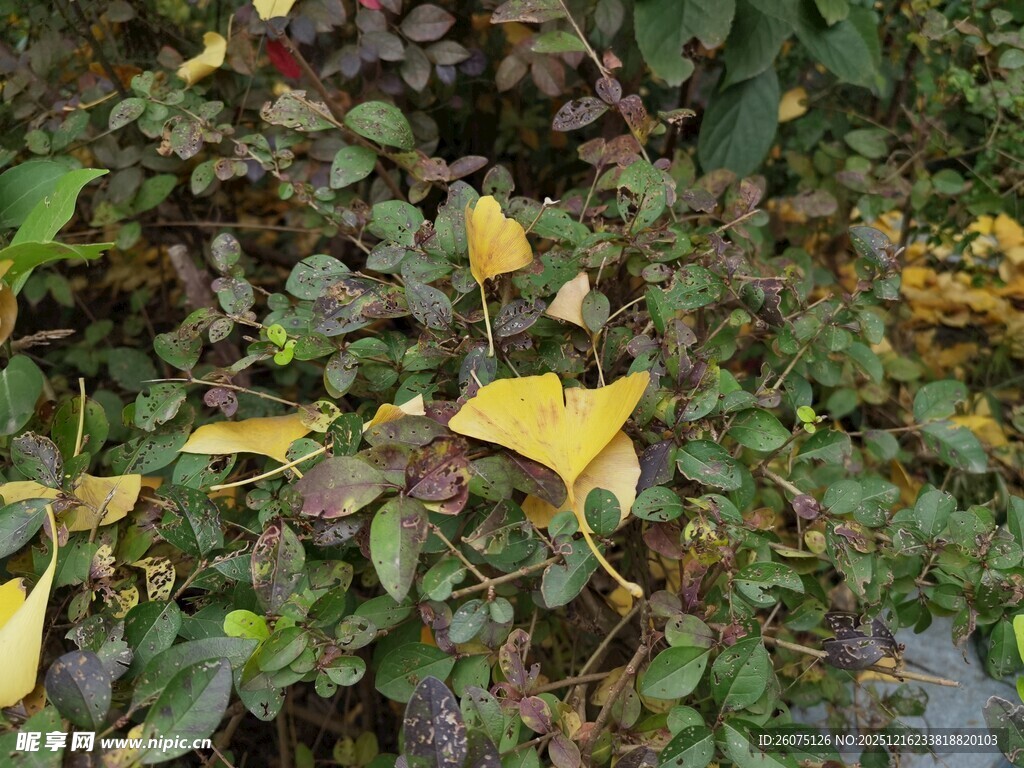 秋日落叶覆盖的绿植景观
