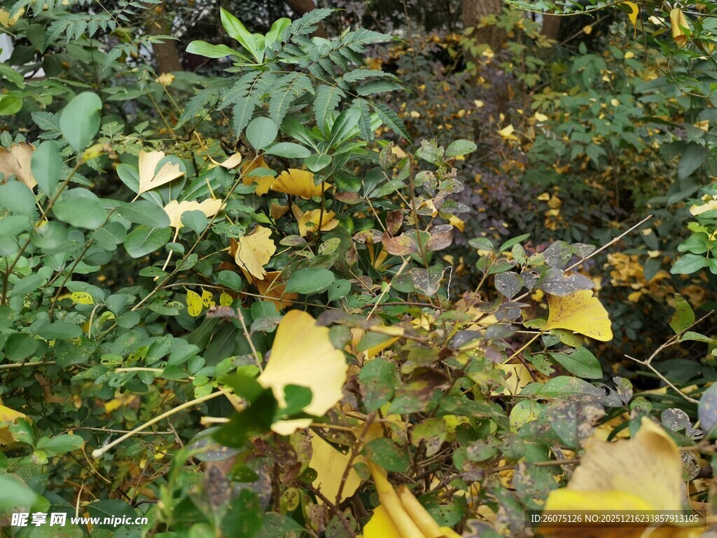 地面上散落的黄叶与绿植