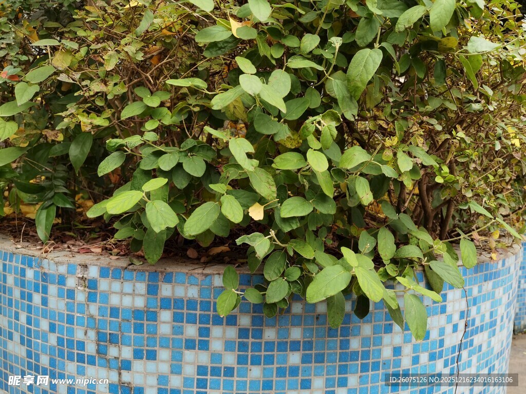 蓝瓷盆栽绿植景观