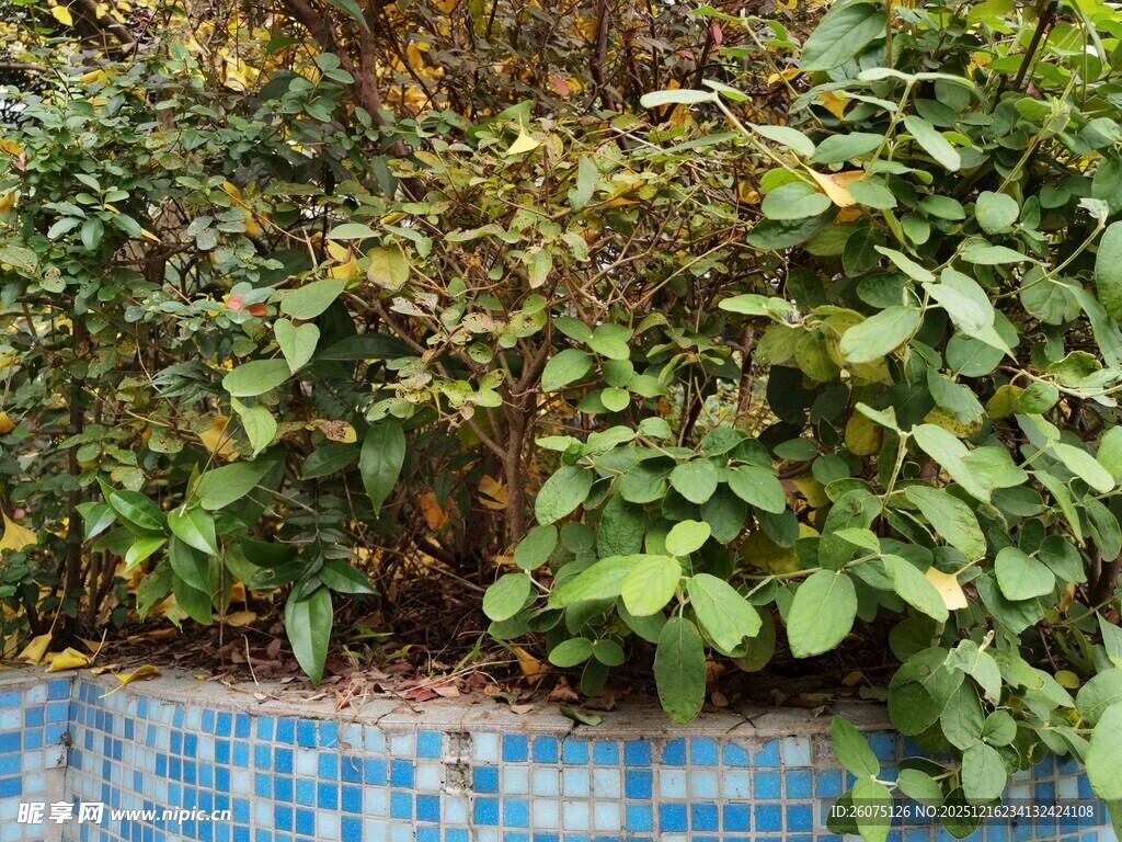 蓝边花坛中的繁茂绿植