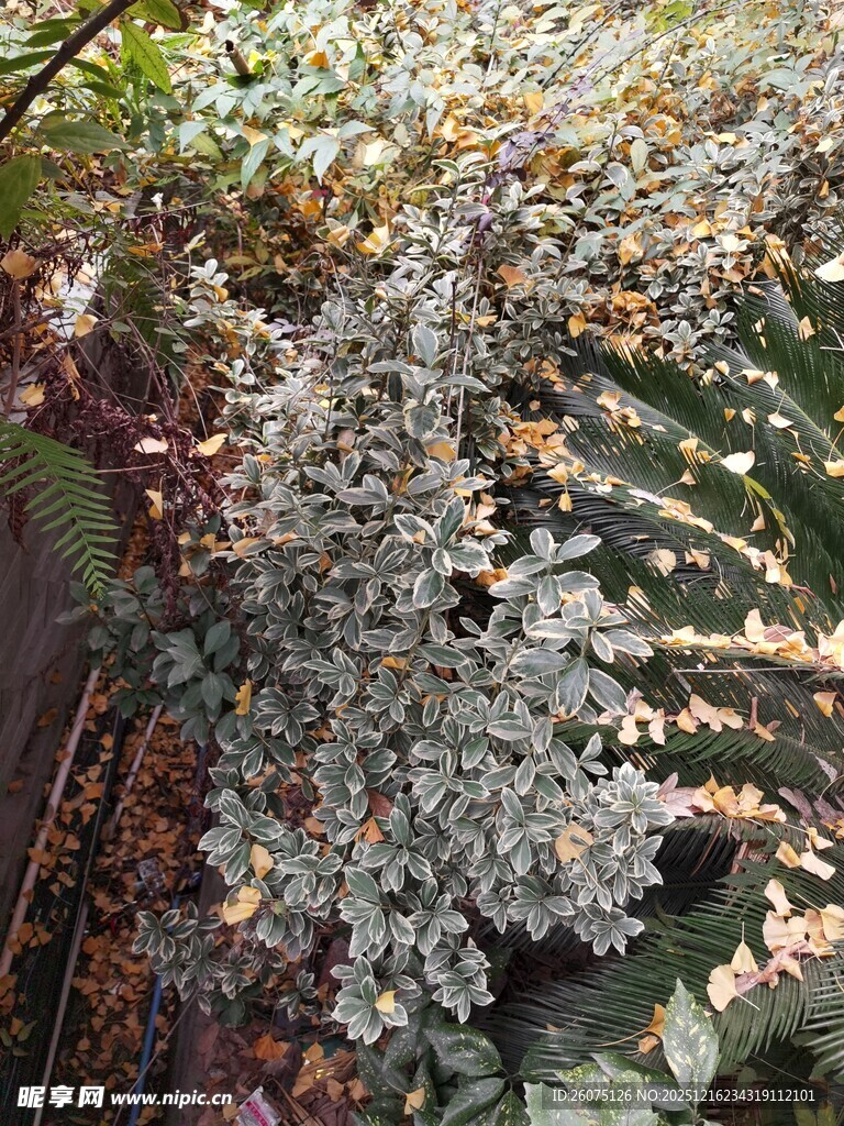 银灰色叶片植物特写