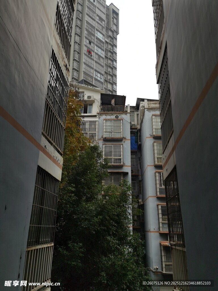 老旧居民楼间的绿植景观