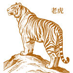 站立于石上的威严老虎