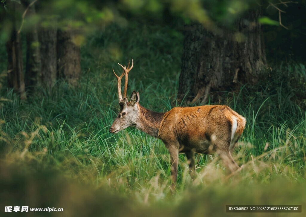 森林中站立的美丽雄鹿
