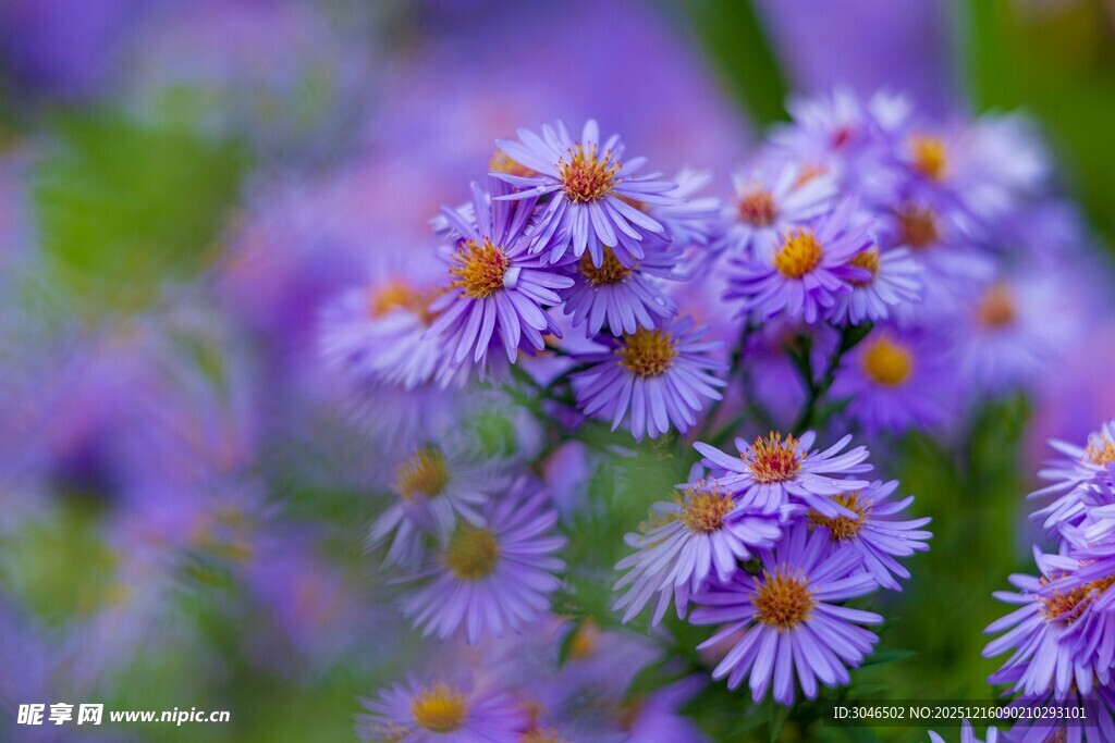 紫色小花绽放的美丽瞬间