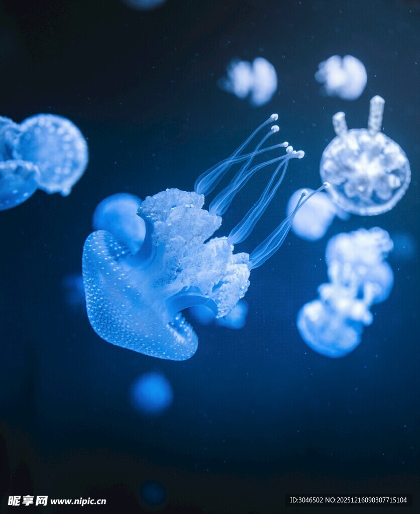 梦幻蓝色水母在水中游动