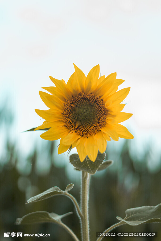 阳光下的单株向日葵