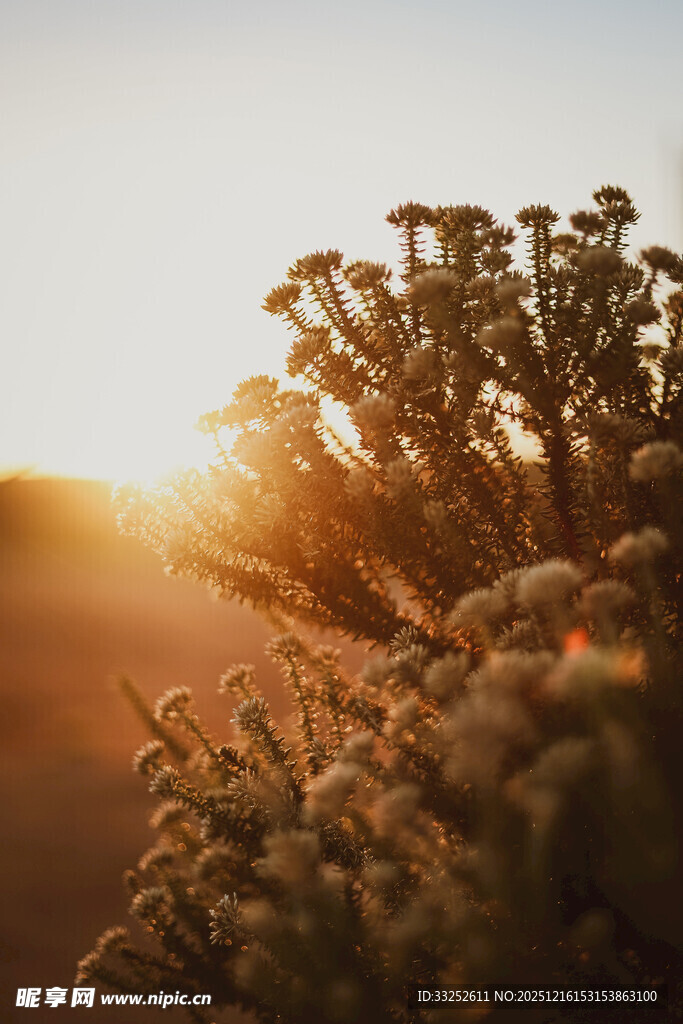 夕阳下的繁茂植物