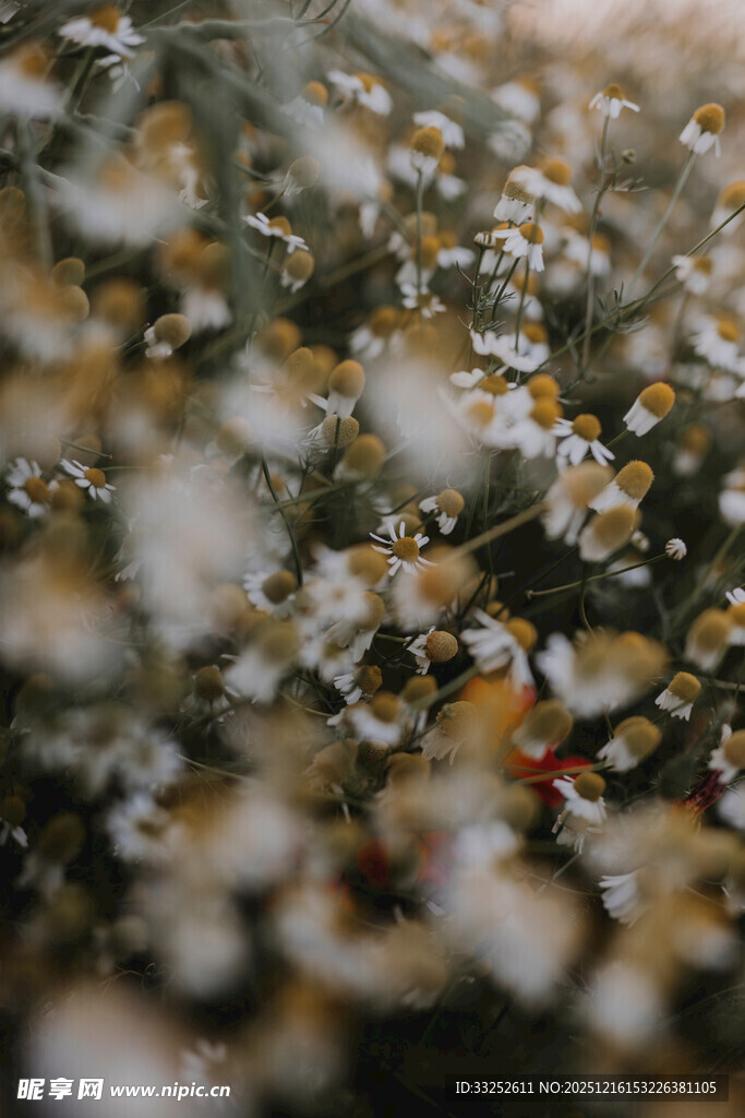 细碎小花的自然景致
