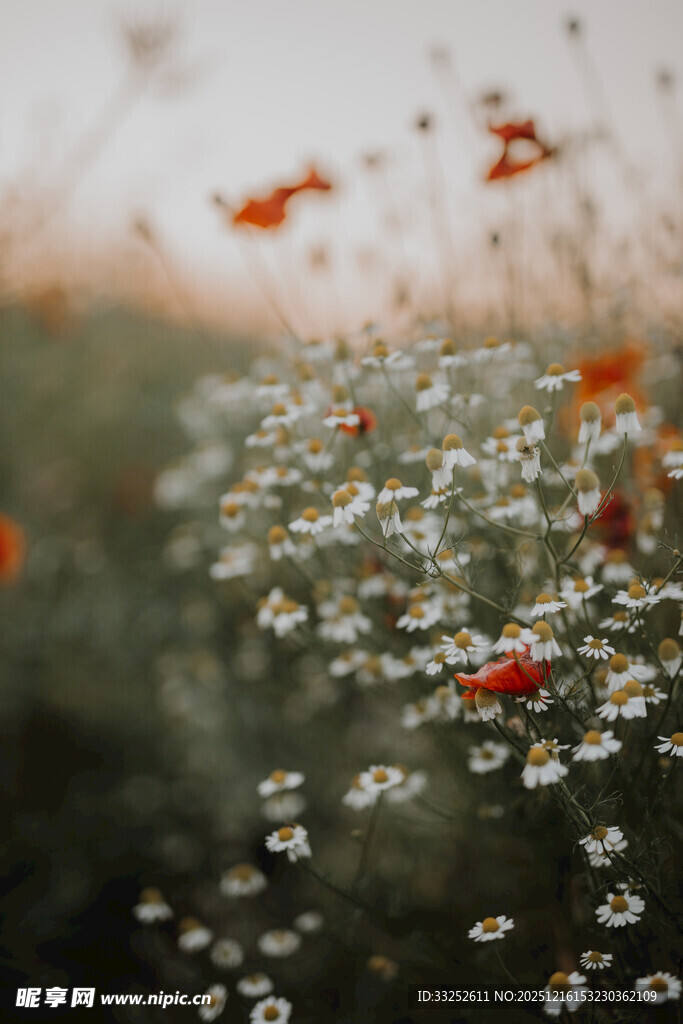 晨露中的野花与飞舞蝴蝶
