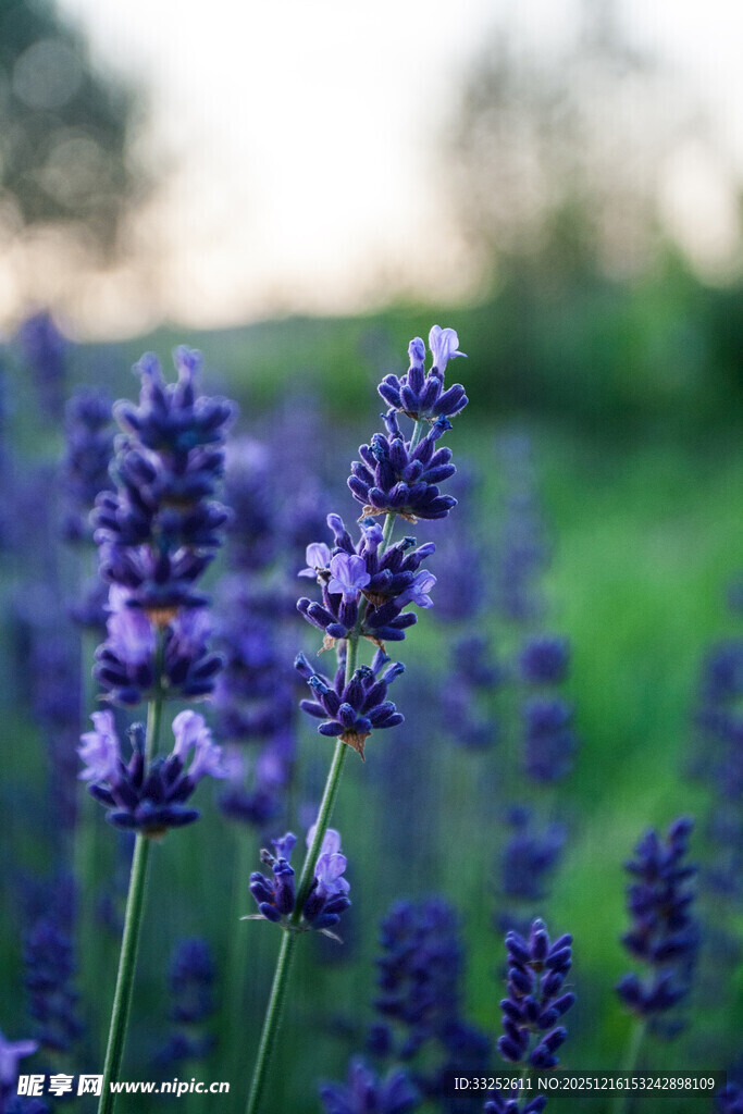 紫色薰衣草花海浪漫绽放