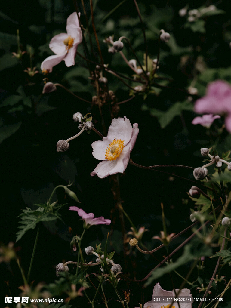 野蔷薇绽放的美丽瞬间