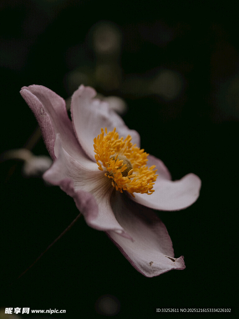 娇艳独绽的粉色花朵