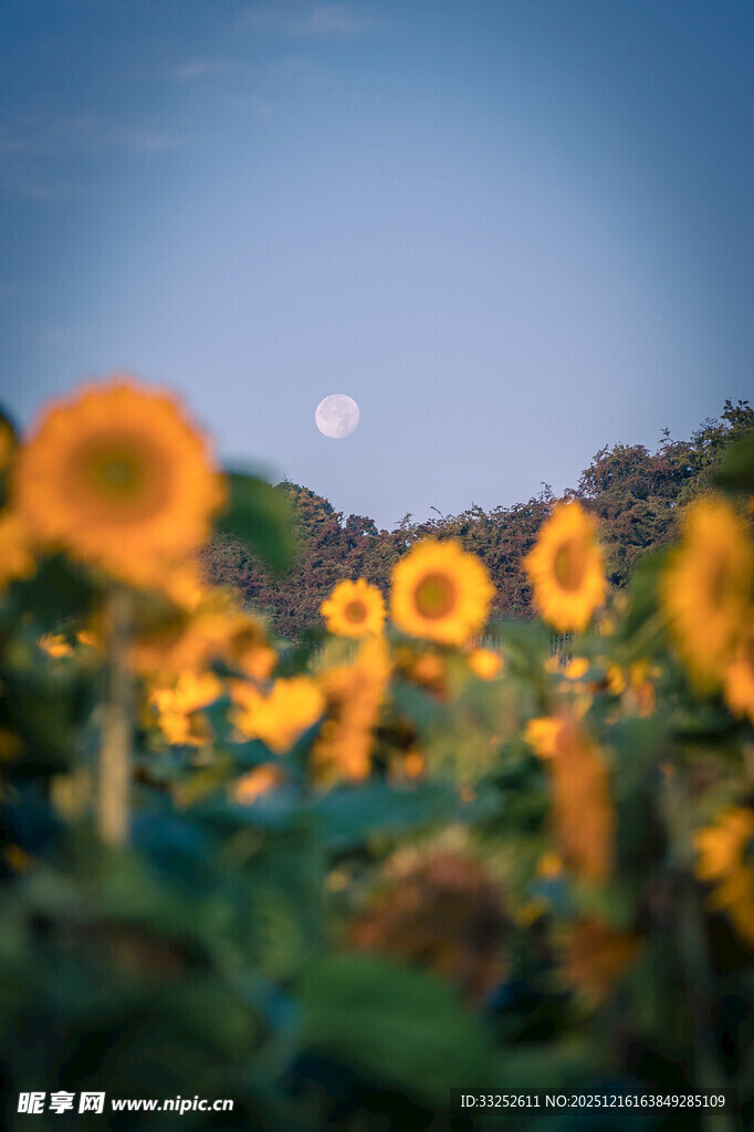 夕阳下的向日葵花海
