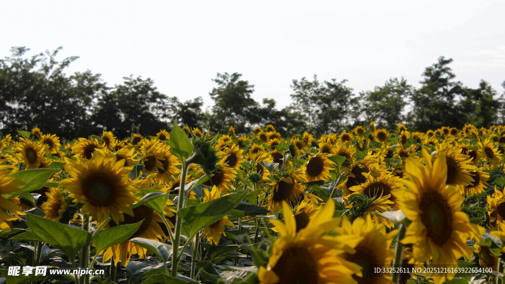 向日葵花海美景