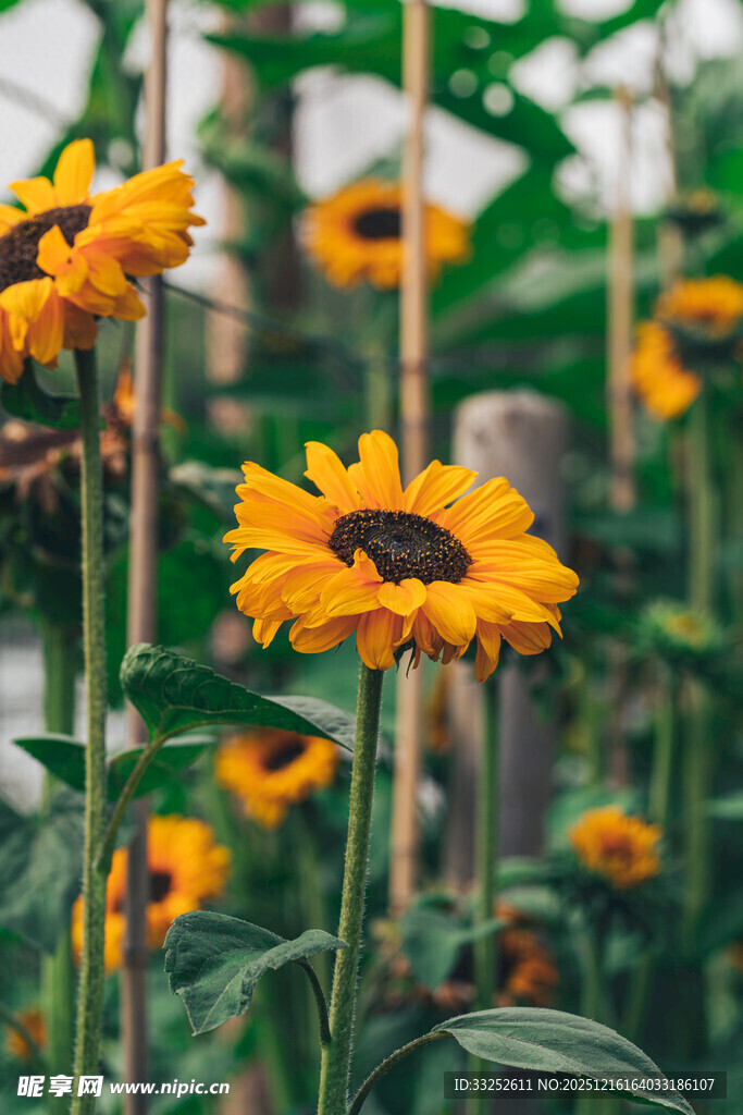 金黄灿烂的向日葵绽放