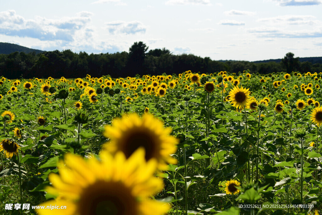 向日葵花海 灿烂的田园风光
