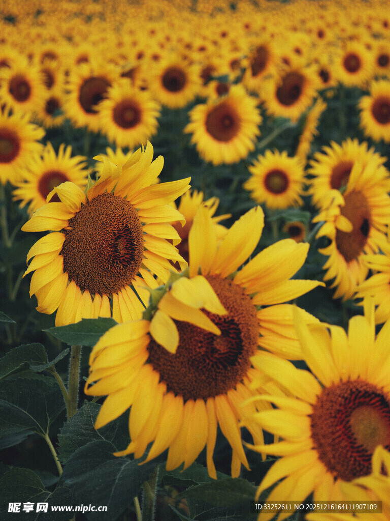 灿烂向日葵花海