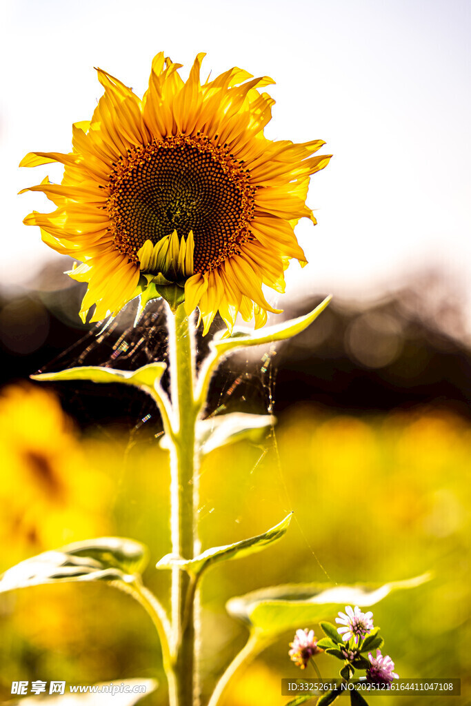 阳光下的灿烂向日葵