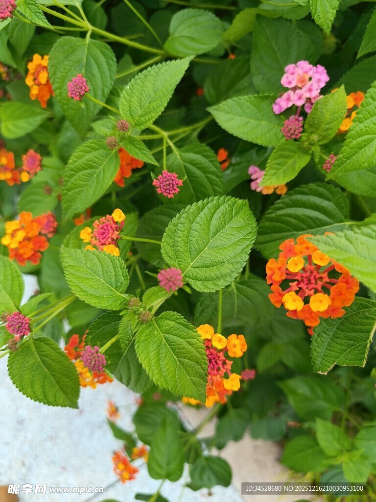 多彩花卉绿植垂挂景象