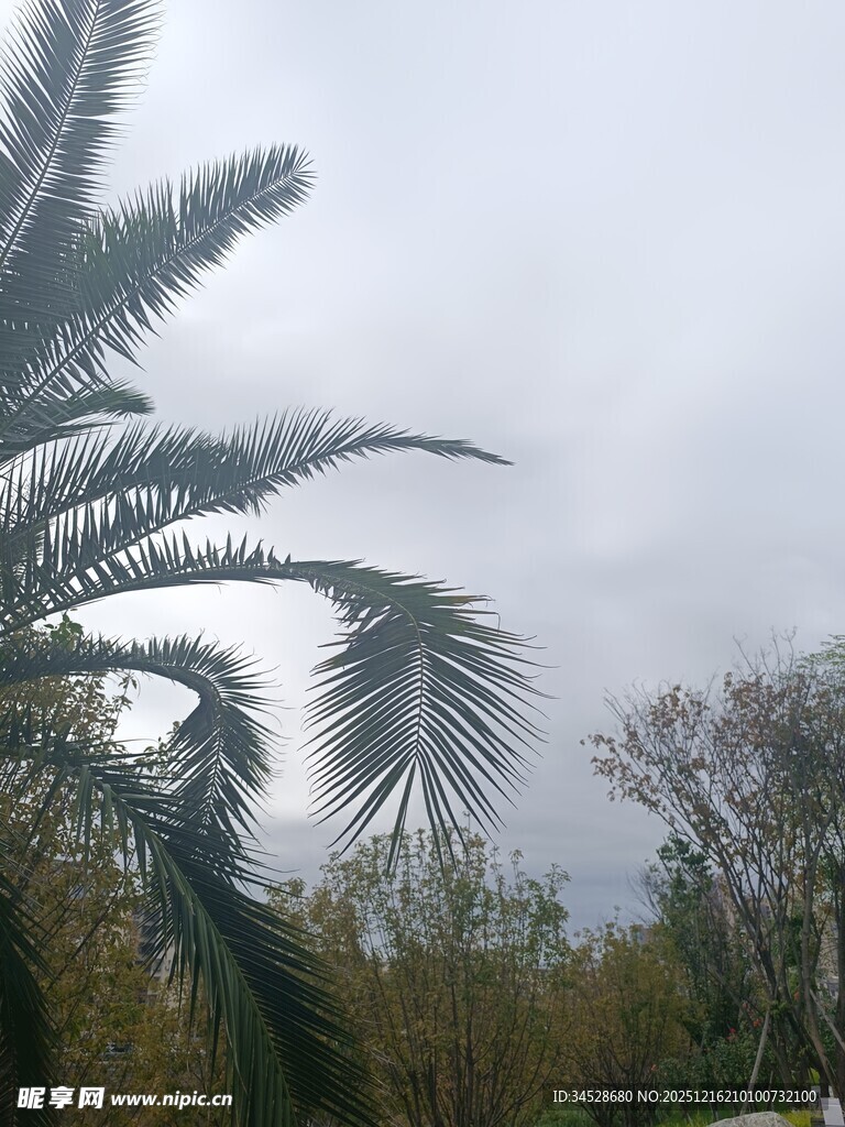 户外棕榈树与其他植物景观