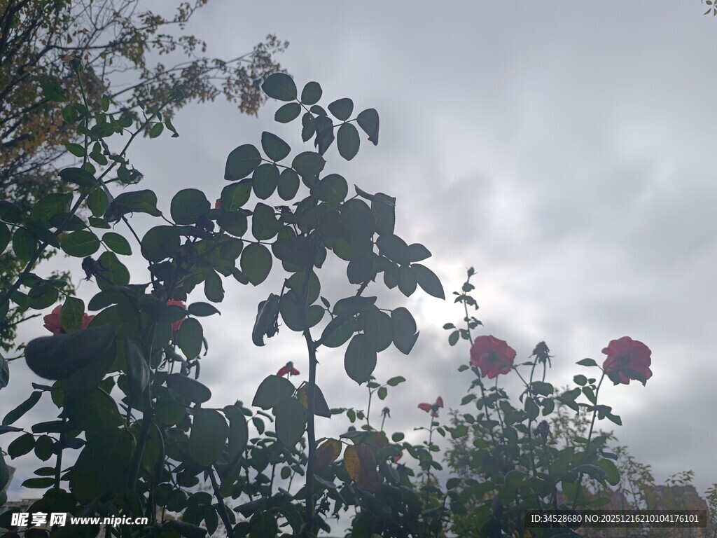 阴天中的繁茂绿植与花朵