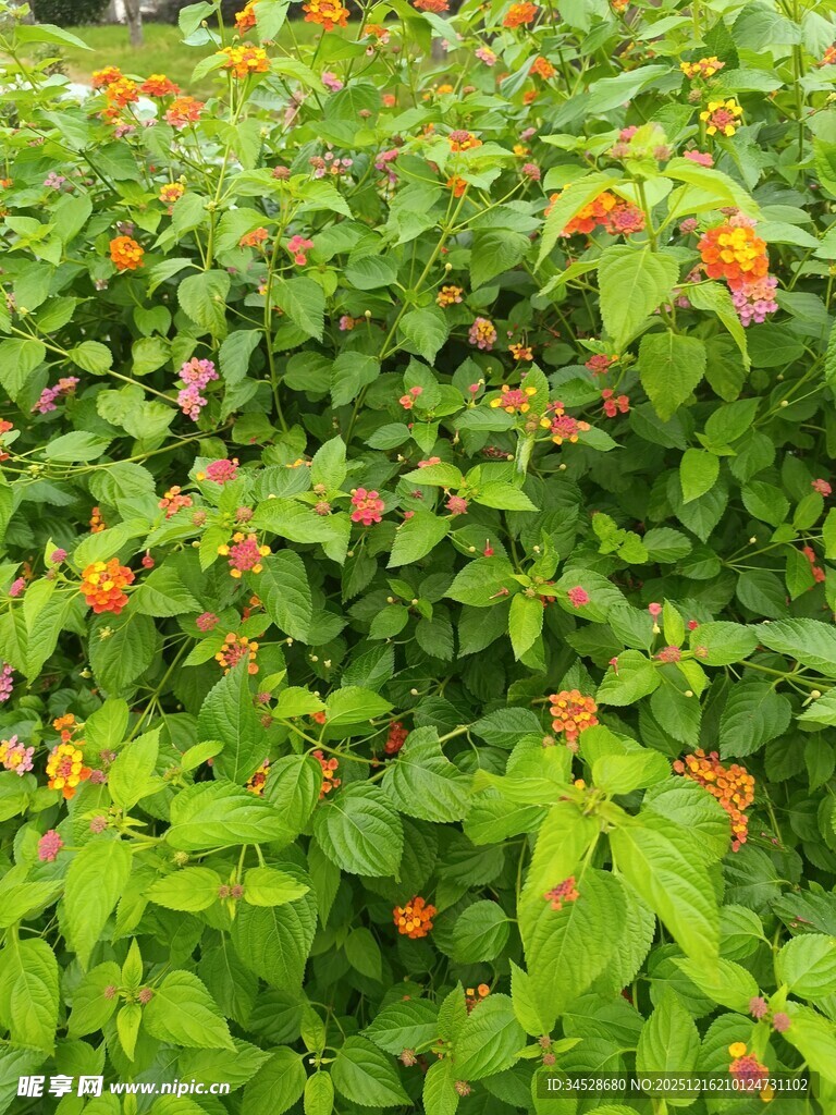 绿叶间的橙色小花