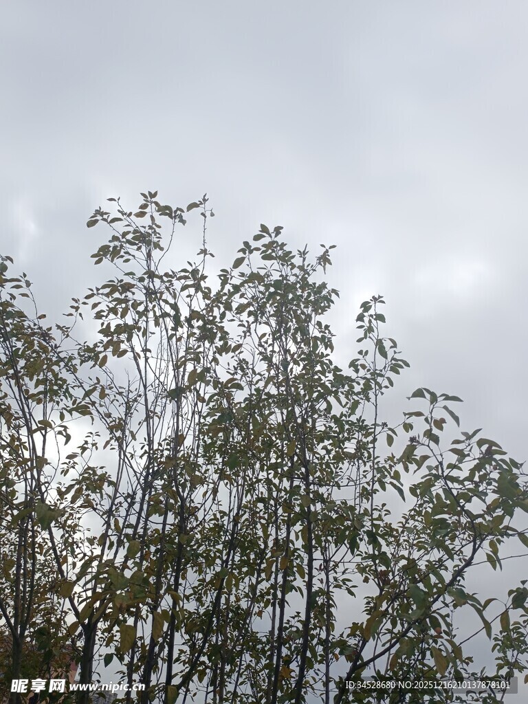 天空下的繁茂树木