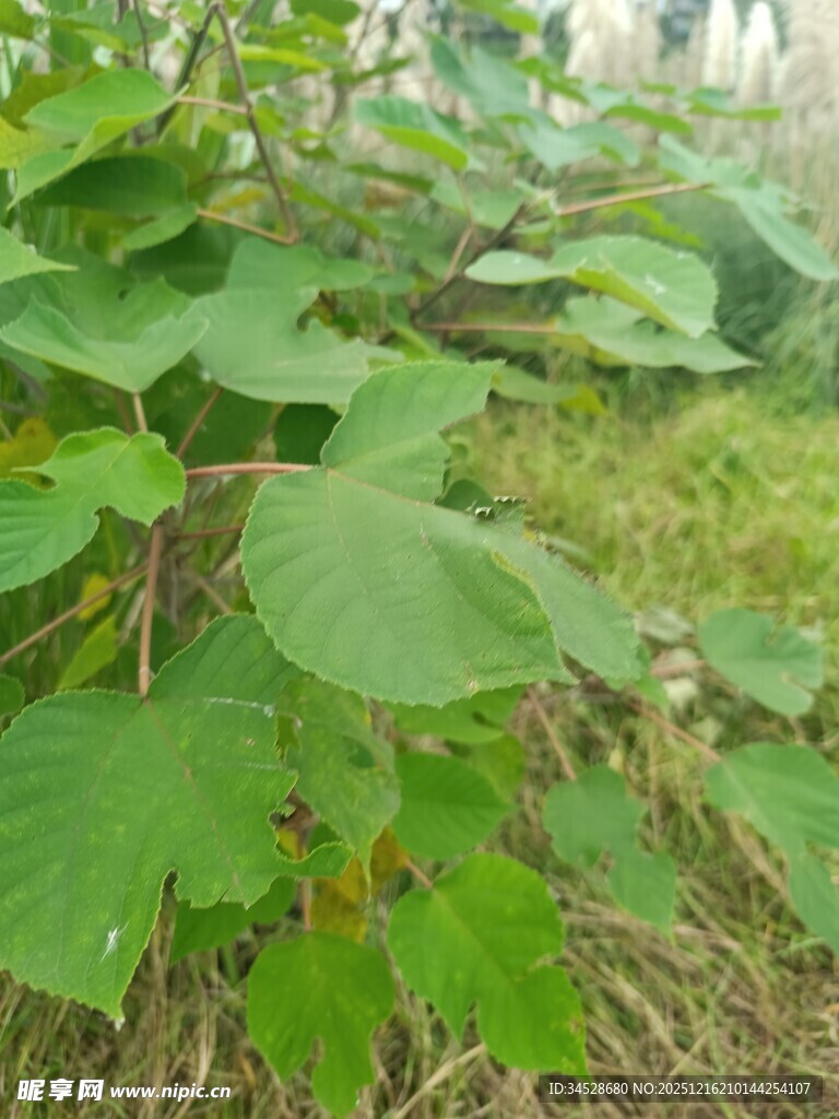 绿叶繁茂的植物景观