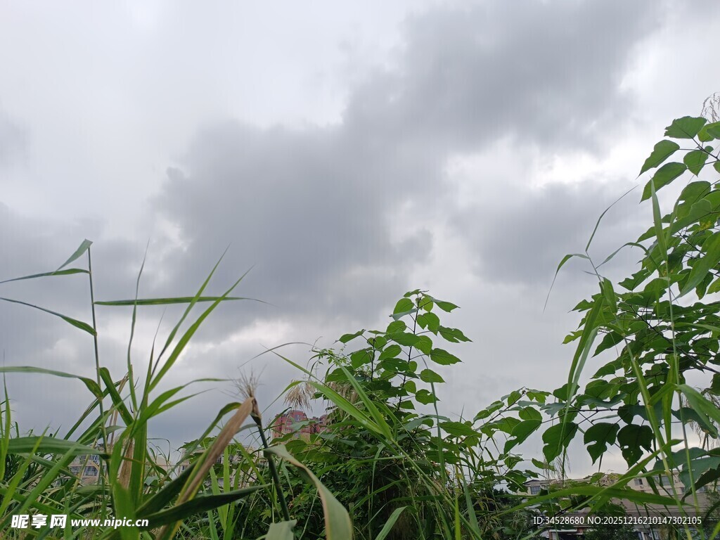 阴天中的繁茂绿植