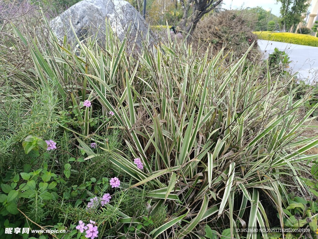 草丛中的紫色小花