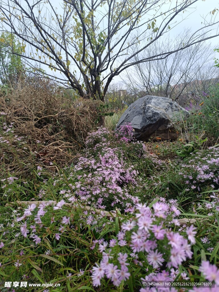 春日花丛与老树的景致