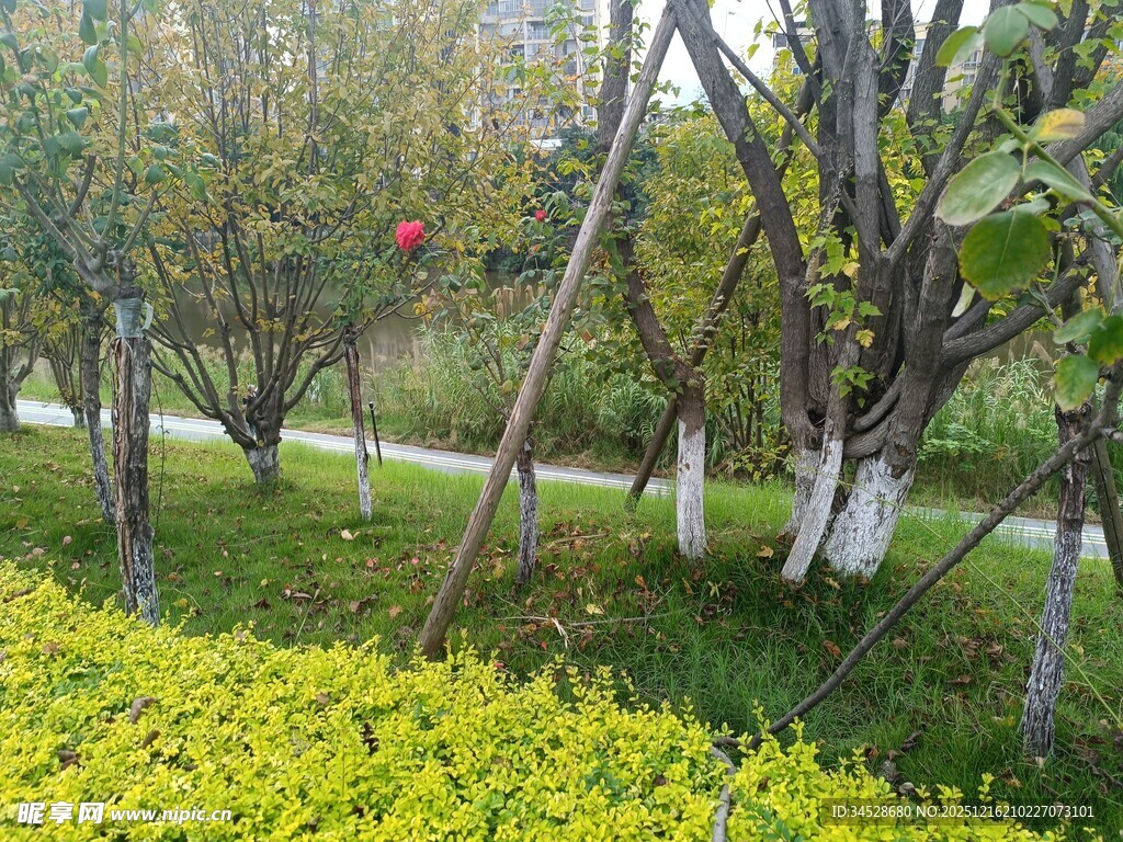 园林绿植景观一角