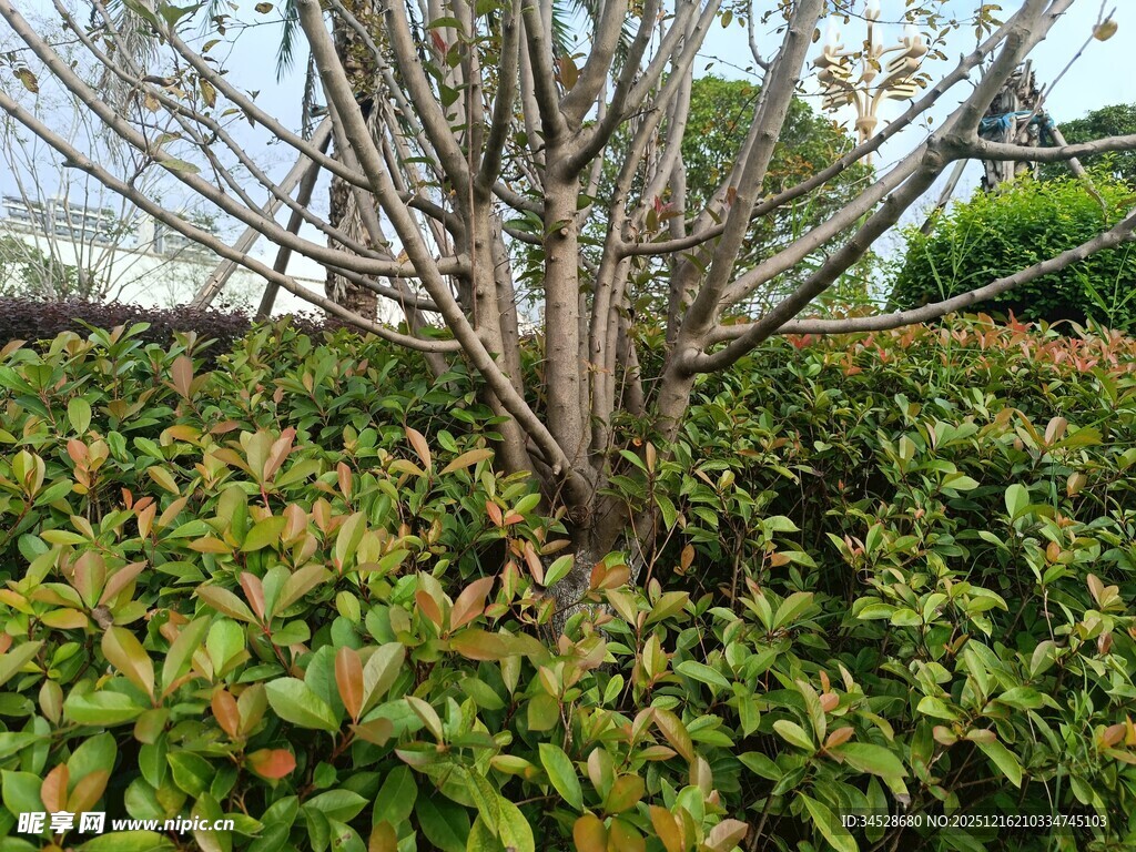 绿叶丛中的光秃树木