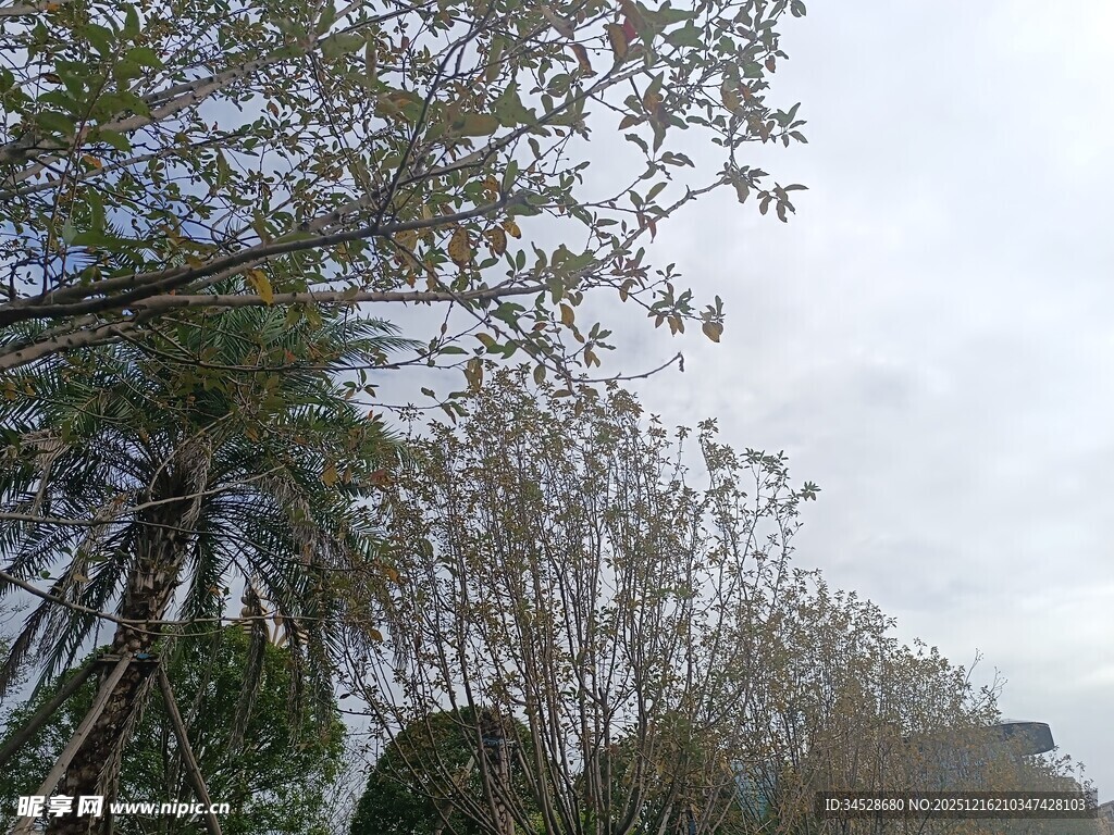 树林中的树木与天空景象