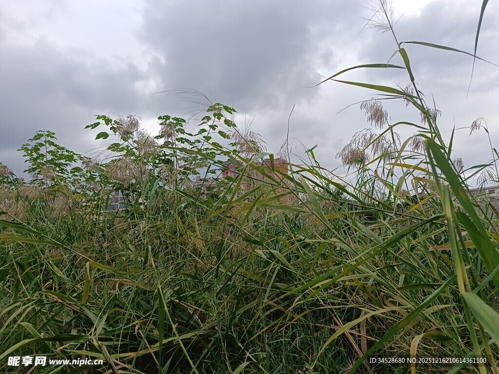 野外草丛中的白色小花