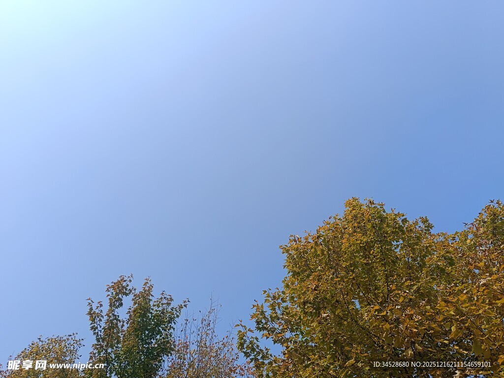 秋日树梢与晴朗蓝天