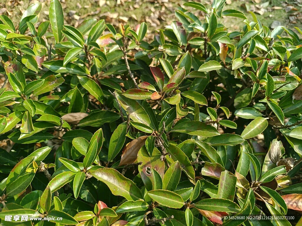 绿叶繁茂的植物景观