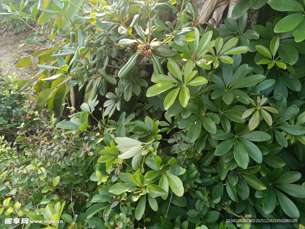 繁茂绿植景观