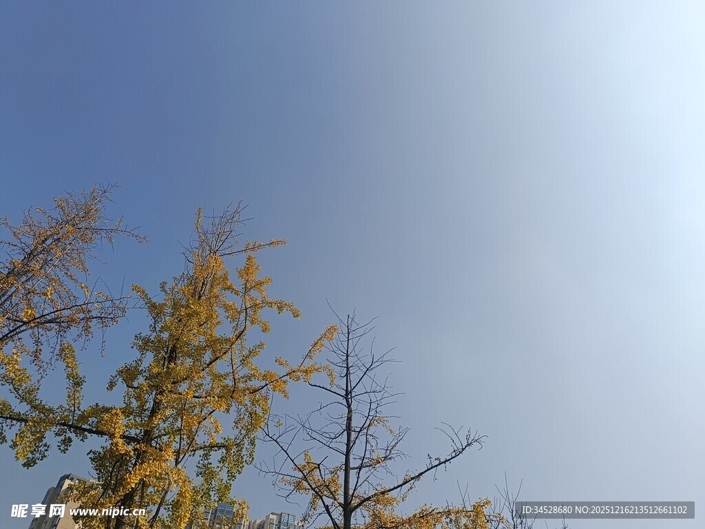 蓝天映衬下的金黄树木