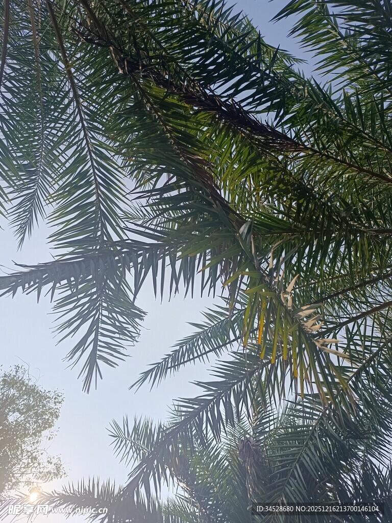 透过松枝看晴朗天空