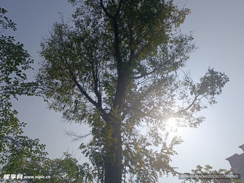 阳光透过枝叶的树木景象