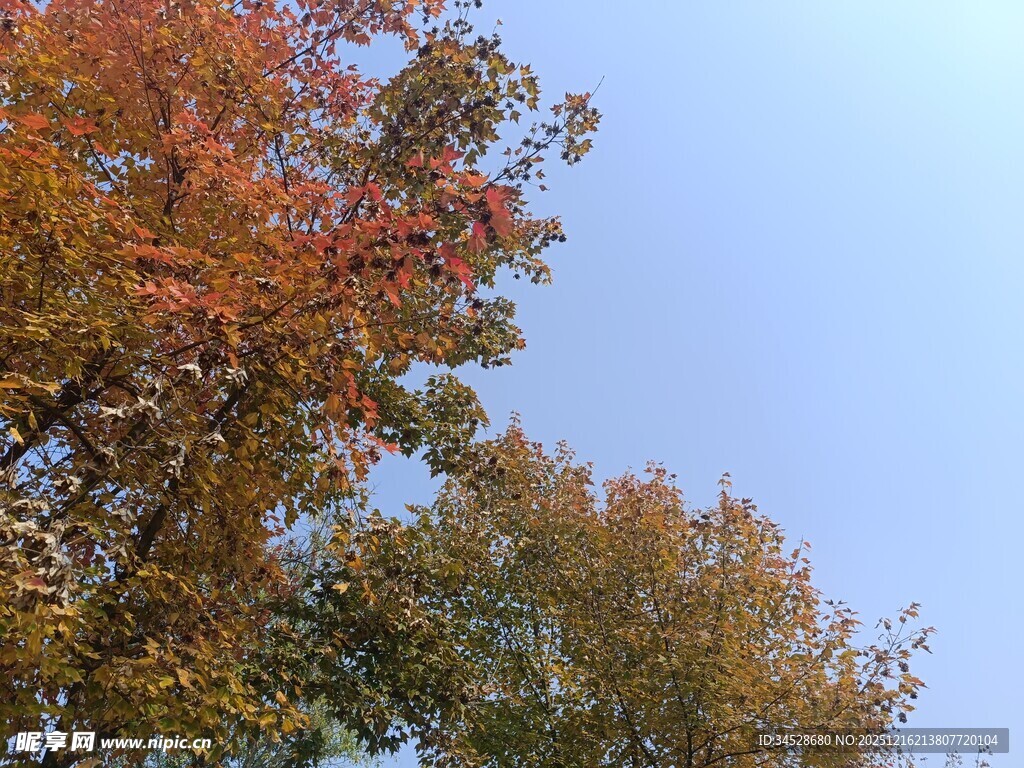 秋日彩叶映蓝天